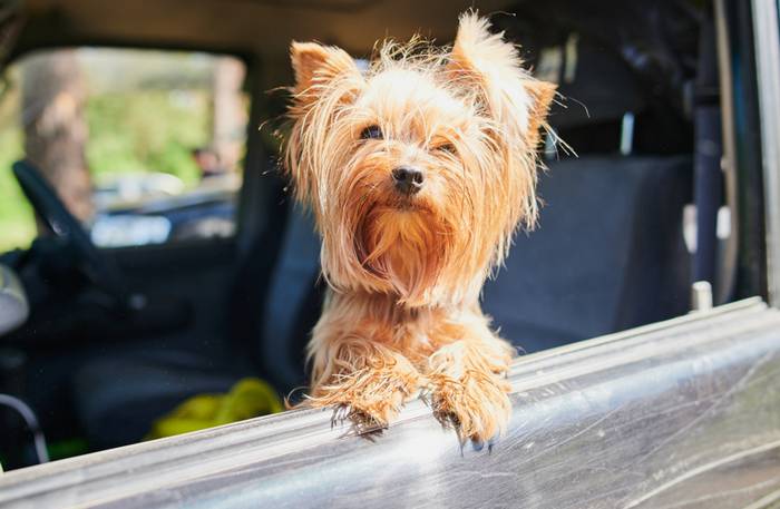 Im Auto zu verreisen ist für den Vierbeiner die angenehmste Art zu Reisen. (Foto: shutterstock - Vershinin89)