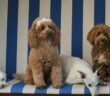 Ferienhausurlaub mit mehreren Hunden: Gut geplant in die Ferien reisen ( Foto: Shutterstock- Heidi Bollich )