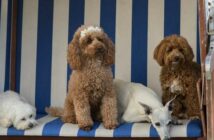 Ferienhausurlaub mit mehreren Hunden: Gut geplant in die Ferien reisen ( Foto: Shutterstock- Heidi Bollich )