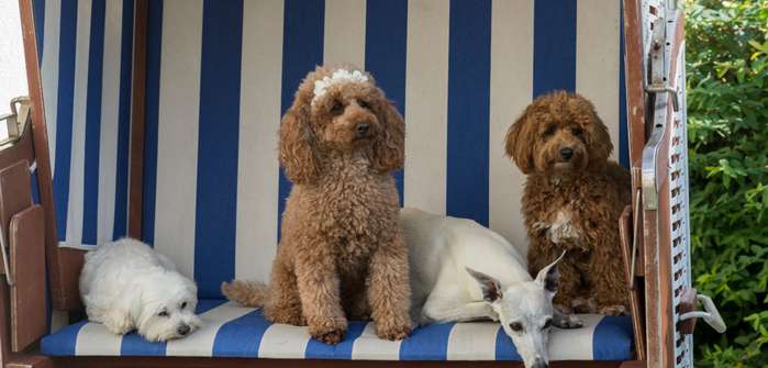 Ferienhausurlaub mit mehreren Hunden: Gut geplant in die Ferien reisen ( Foto: Shutterstock- Heidi Bollich )