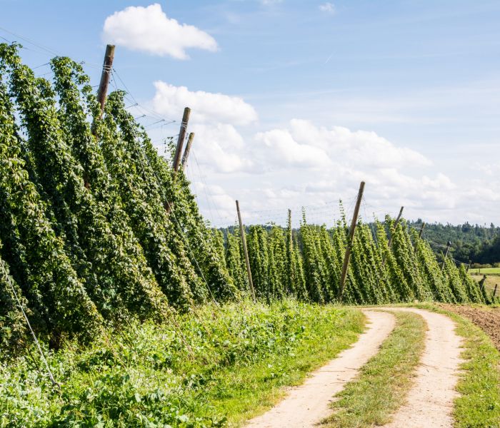 Die Hollertau: Mehr als nur Hopfen - eine Region mit Charakter! (Foto: AdobeStock - manfredxy 70356178)