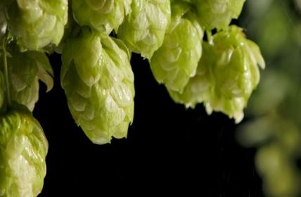 Ernteprognose: Wird die Hopfenernte 2023 den Ertrag von 2022 (Foto: AdobeStock - kinomaster)