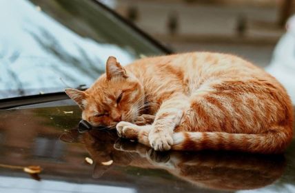 Tierschutzbund fordert landesweite Katzenschutzverordnung in (Foto: AdobeStock - a_kulikovskaya 464029095)