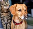 95 Hunde und Katzen aus schlechten Lebensbedingungen (Foto: AdobeStock -  kerkezz 480022826)