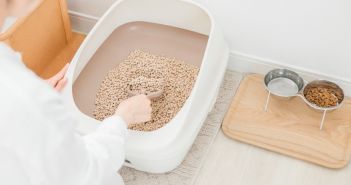 Sauberkeit im Fell: Regelmäßige Fellpflege für weniger Streu Tipps für eine saubere Wohnung: Das richtige Katzenklo (Foto: AdobeStock - buritora 556872466)