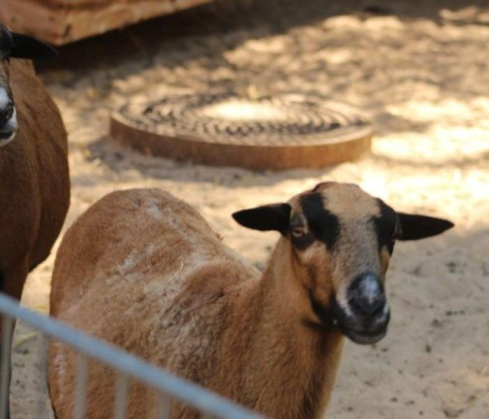 Ziegen im KiEZ-Tierpark (Foto: Thalia Sporleder .  KiEZ Frauensee)